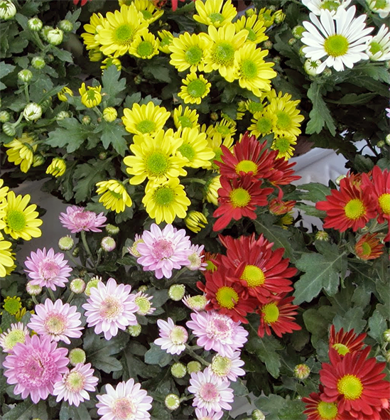 Chrysanthemum Flowers