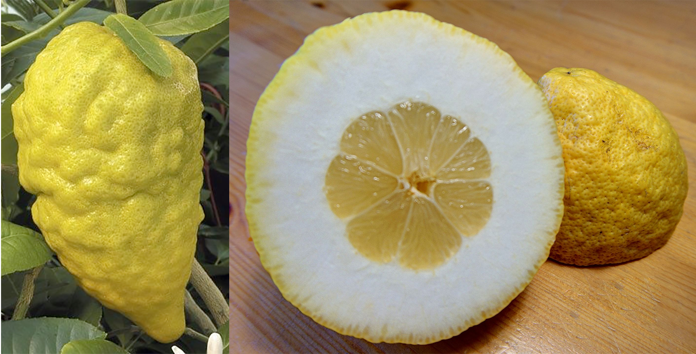 Citron fruit and halved fruit