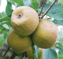 Claygate Pearmain