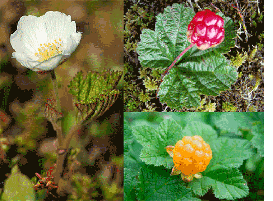 Clooudberry (Rubus chamaemorus), image of flower, left, unripe red fruit, top right and mature golden fruit, bottom right