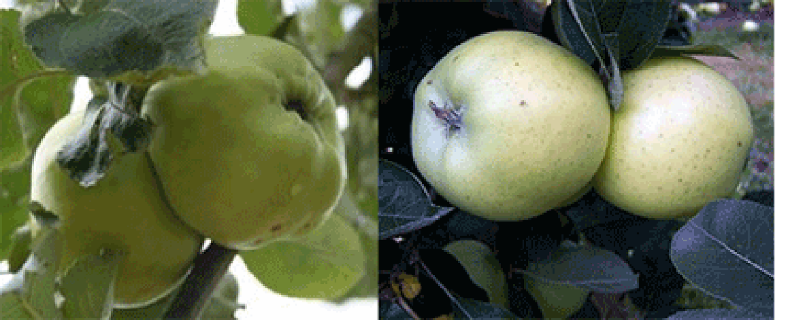 Codling apples