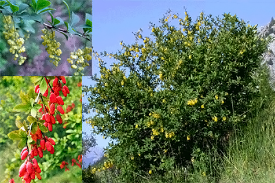 Common Barberry (Berberis vulgaris), showing the shrub, along with close-ups of its flowers and its fruit
