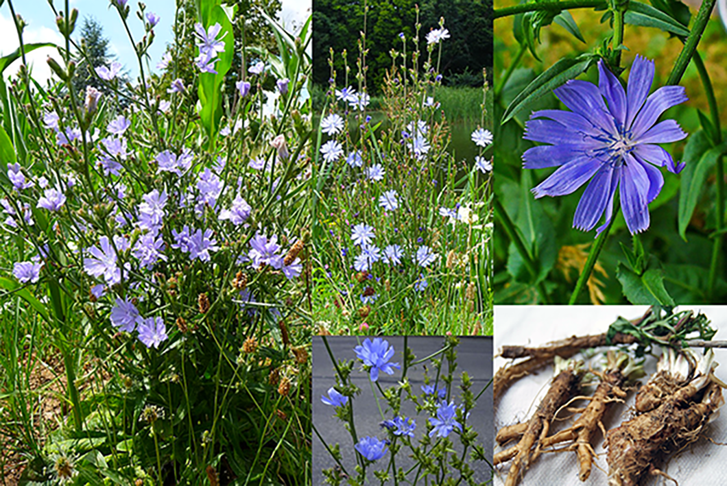 Common Chicory, Cichorium intybus, showing the whole plant, its flowers and edible roots