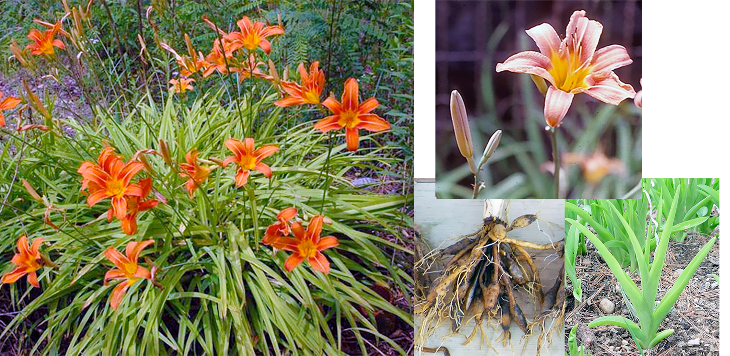 Common Daylily (Hemerocallis fulva), showing the whole plant, shoots of a young plant, flower and flower bud and roots.
