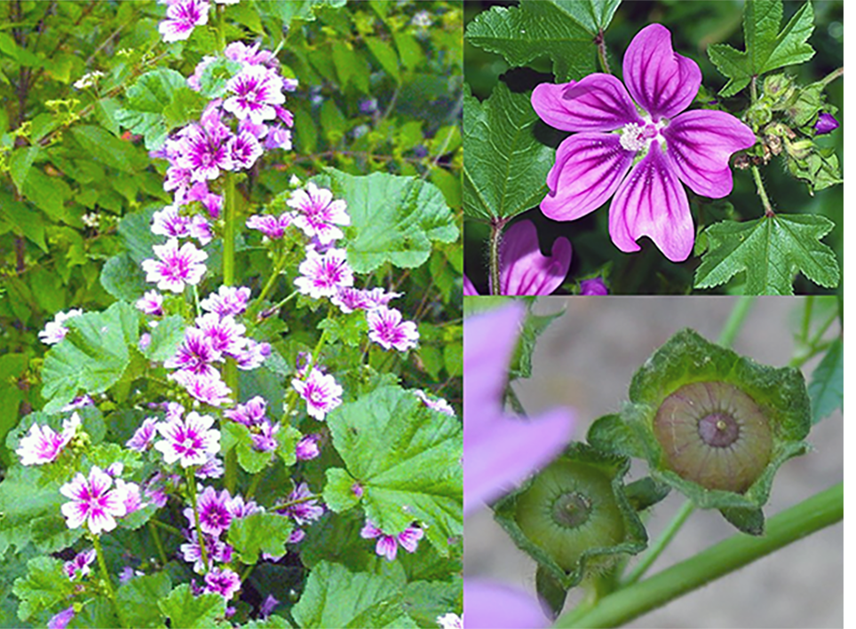 Common Mallow (Malva sylvestris), showing the plant with close-ups of the edible flowers and seed pods (cheeses)
