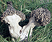 common morel mushroom
