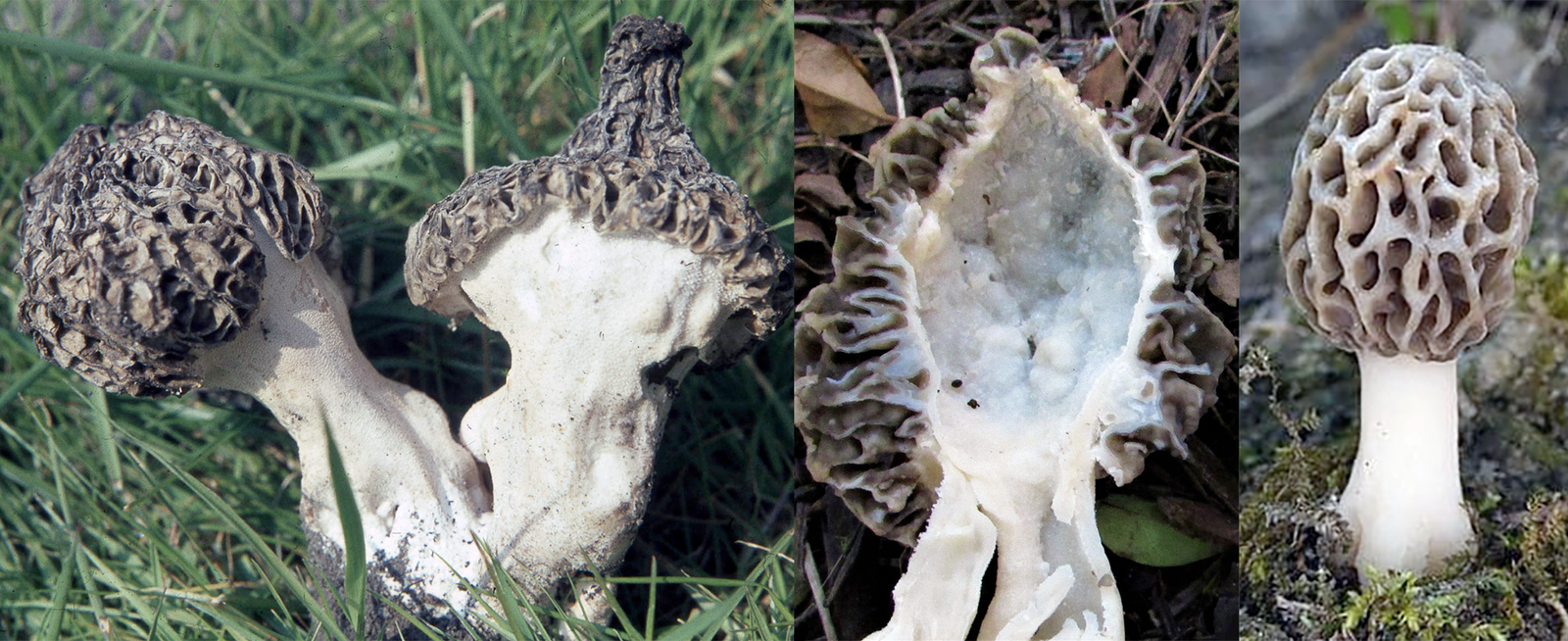Common Morel Mushroom (Morchella vulgaris), showing two different cap forms in a field, an example sliced in half and a perfect young form near a tree root