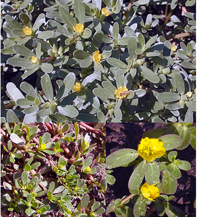 Common purslane (Portulace oleracea), showing a mature plant along with the leaves of a young plant and  a close-up of the flowers