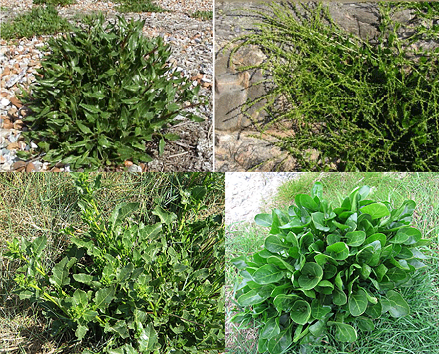 Sea beet (Beta vulgaris), showing the whole plant at different lifestyle stages with images of the flowers