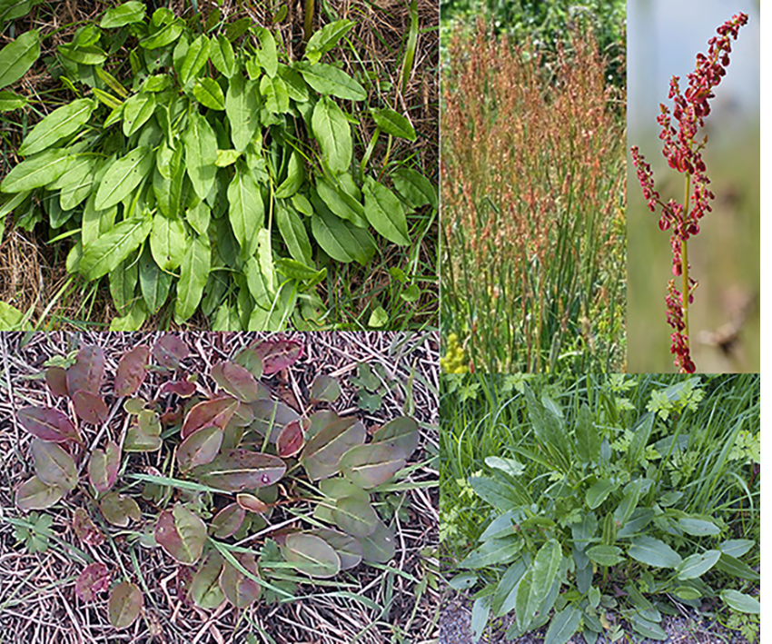 Sorrel (Rumex acetosa), showing views of the whole plant and its varying foliage along with the plant in flower and a close-up of the flowers