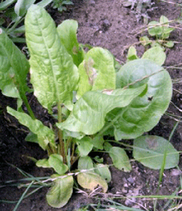 Common sorrel plant