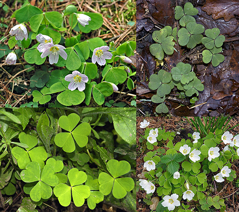 Common wood sorrel (Oxalis acetosella), showing the plant in flower along with close-ups of the young plant and the plant in leaf