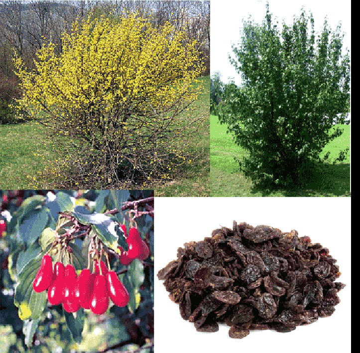 Cornelian Cherry (Cornus mas), image of tree in flower, tree in leaf, ripe fruit and dried fruit