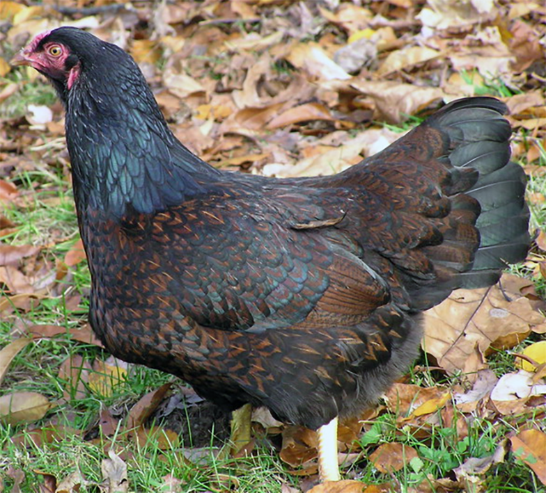 Cornish game or Indian game hen