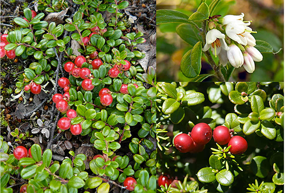 Cowberry plant (Vaccinium vitis-idaea) showing the whole plant along with close-ups of the flowers and ripe red berries