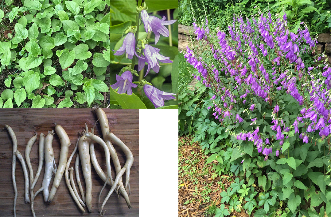Creeping Bellflower (Campanula rapunculoides) showing a mature plant in flower (righ) along with close-up views of the roots, leaves and flowers