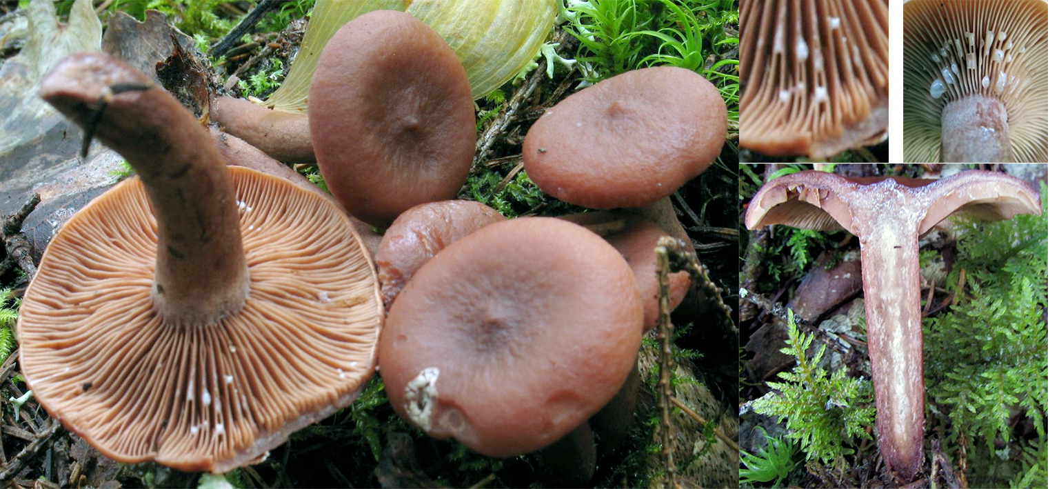 Curry Milkcap (Lactarius camphoratus)