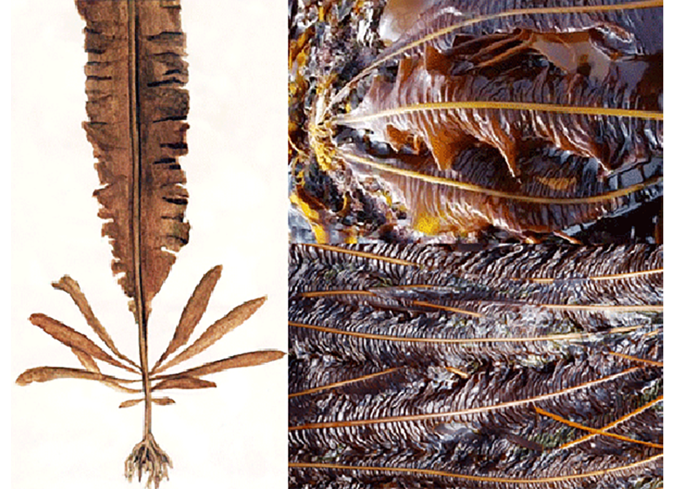 Dabberlocks (Alaria esculenta), showing the alga