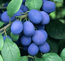 Damson Plums
