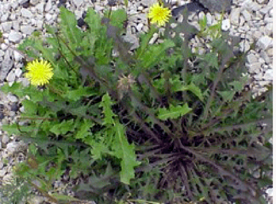 Whole dandelion plant in flower, growing through gravel