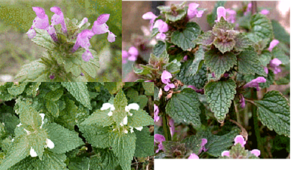 Deadnettle Flowers
