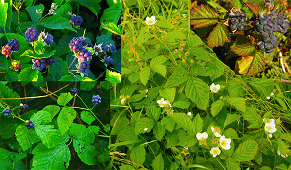 Common dewberry (Rubus caesius), showing the plant, its flowers and its edible fruit