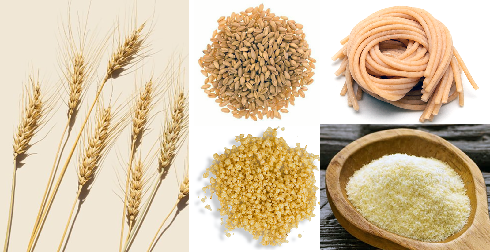 Ripe ears of durum wheat, grains of durum wheat and durum wheat spaghetti along with durum wheat couscous and durum wheat semolina