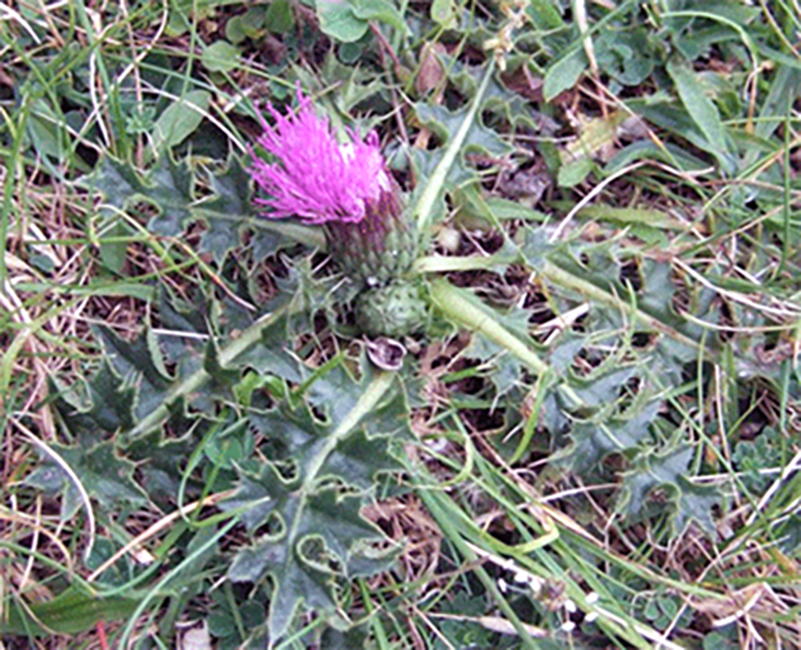 Dwarf thistle (Cirsium acaule), showing the whole plant in flower