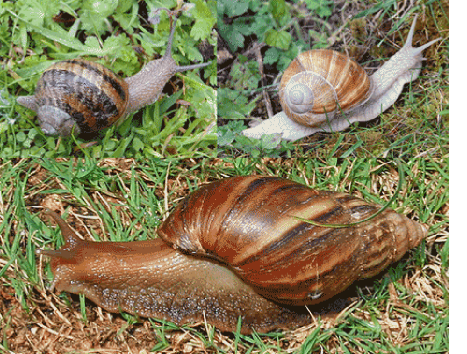 Image of edible snails, garden snail, roman snail and african giant land snail.
