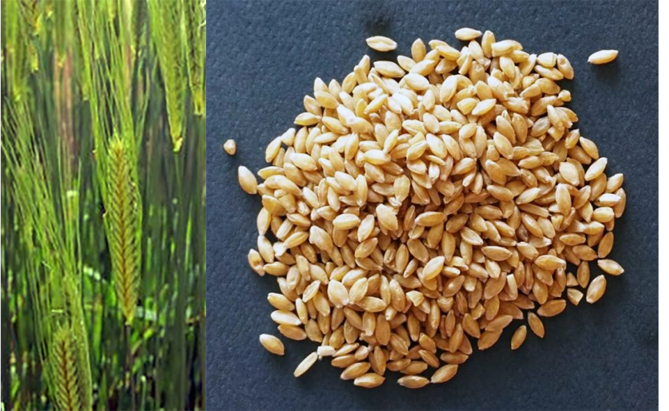 ears of einkorn wheat and einkorn grains