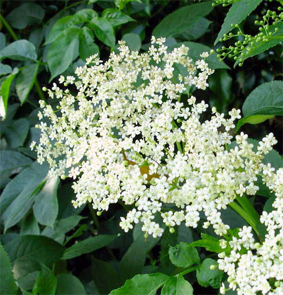 Elderflower and leaves