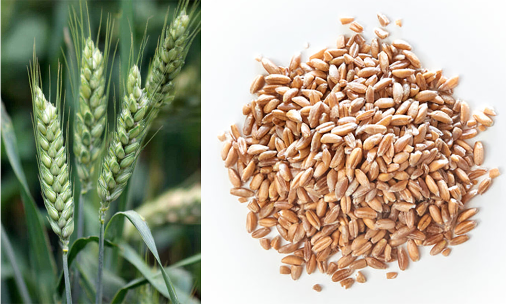 ears of emmer wheat and emmer grains