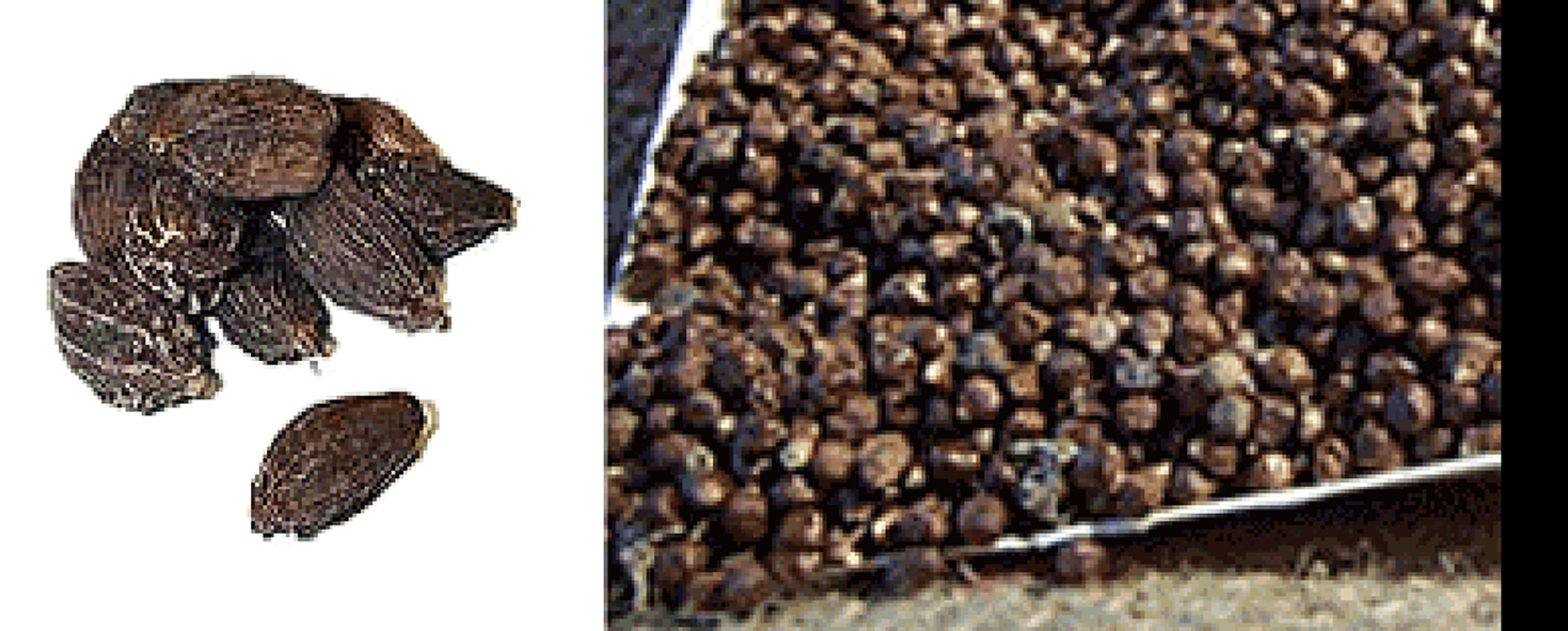 Ethiopian Cardamom (Aframomum corrorima) pods and seeds