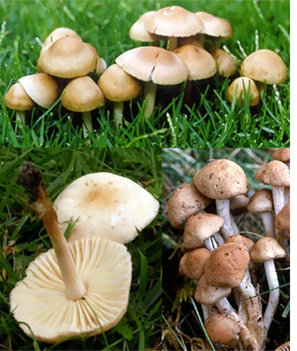 Fairy Ring champignon (Marasmius oreades), showing a gregarious cluster, an inverted mushroom showing the stipe and gills, and small mushrooms in a cluster