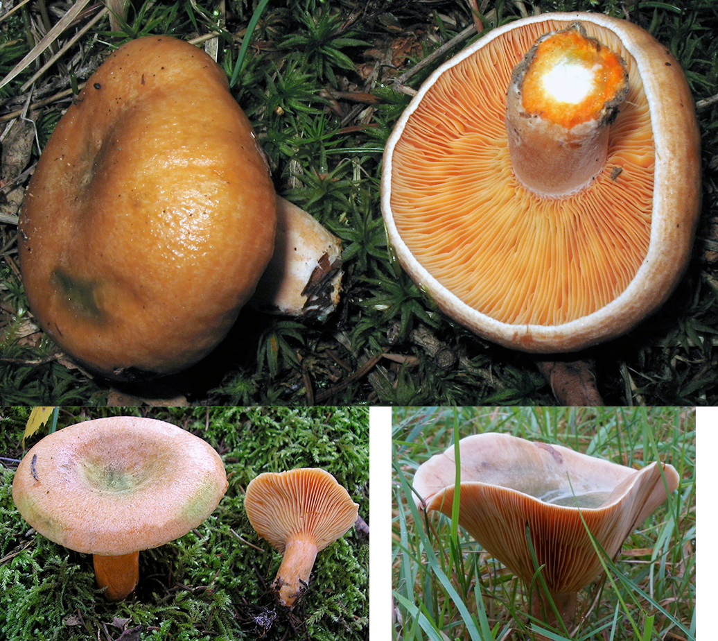 False Saffron milk caps (Lactarius deterrimus), showing the whole mushroom in three stages of its growth from the closed cap, open cap and mature trumpet form