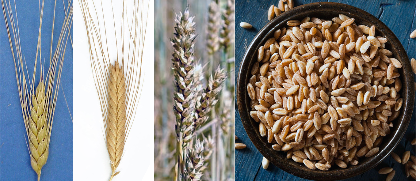 Ripe ears of emmer, einkorn and spelt with a bowl of farro grains