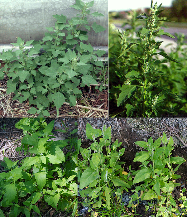 Fat hen, Chenopodium album showing various views of the plant and a close-up of the flowers
