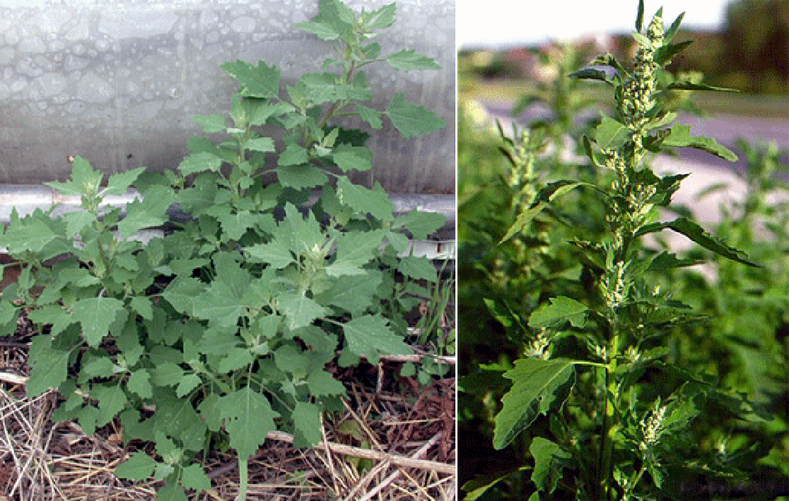 Fat hen plant and flower spike