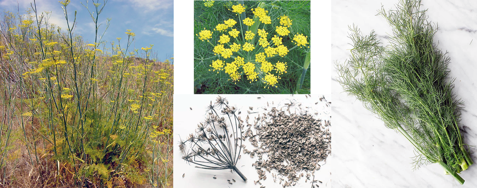 Fennel, (Foeniculum vulgarea) showing a mature plant in the wild, close-up of the flowers, the seed head and fruit and close-up of the fronds