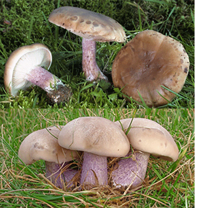 Field Blewit mushroom (Lepista personata), showing a cluster of mushrooms, along with a view of the gills and stipe