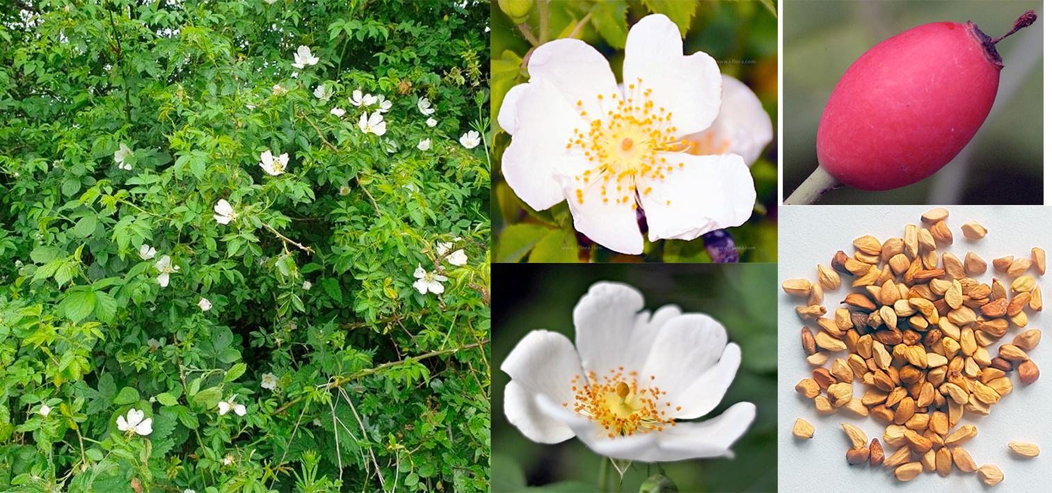 <abstract><p>The Field Rose, <em>Rosa arvensis</em>, (also known as the white-flowered trailing rose) is a deciduous shrub that was first identified in England and which is native to Western, Central and Southern Europe. It is a rambling shrub that ranges in height from 3–.7m. Its flowers are white, 4 to 5 centimetres across, and its fruits (