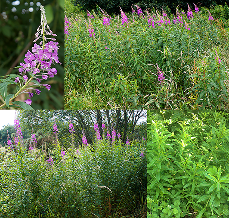Rosebay Willowherb, fireweed (Epilobium angustifolium), showing views of the young plant, the whole plant in flower and close-ups of a flower head