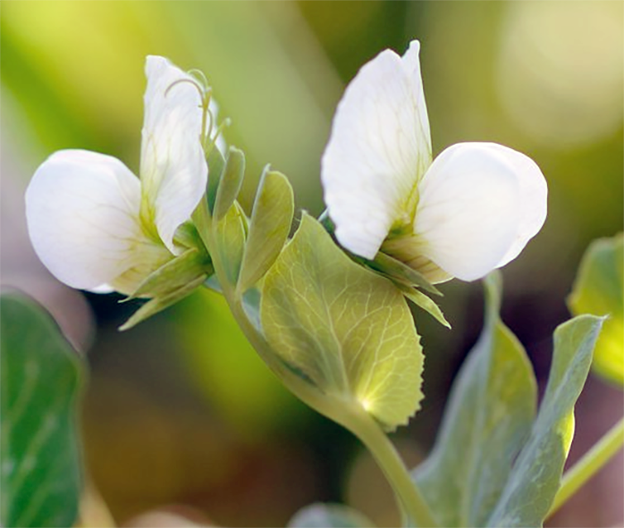 Garden Pea Flowers