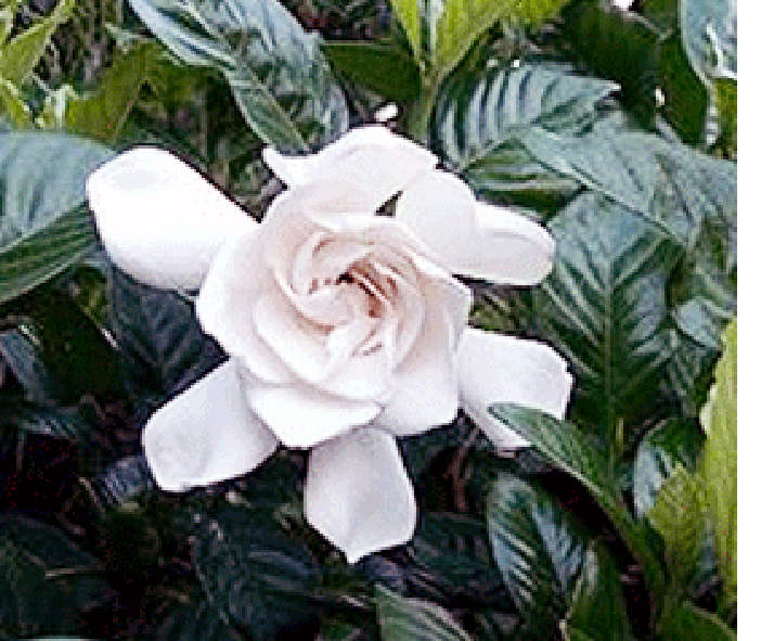 Gardenia Flower