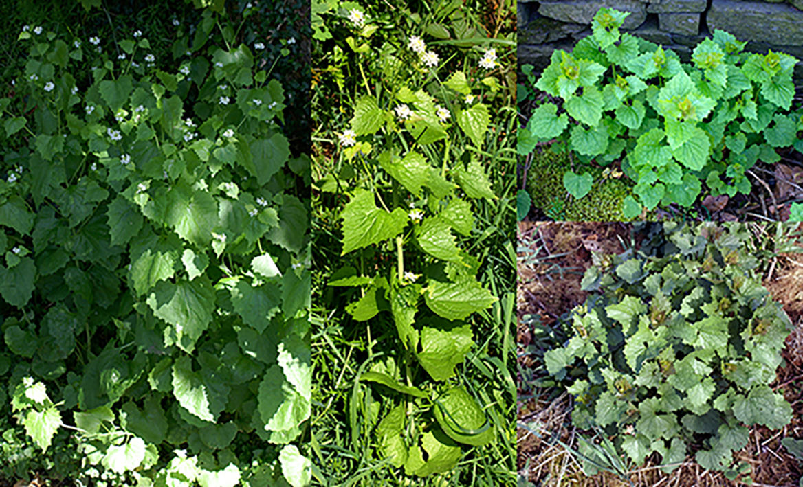 Garlic Mustard, Alliaria petiolata, various forms of the plant shown, including the plant in flower