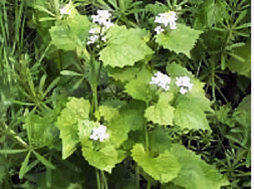 Wild garlic mustard plant, in flower