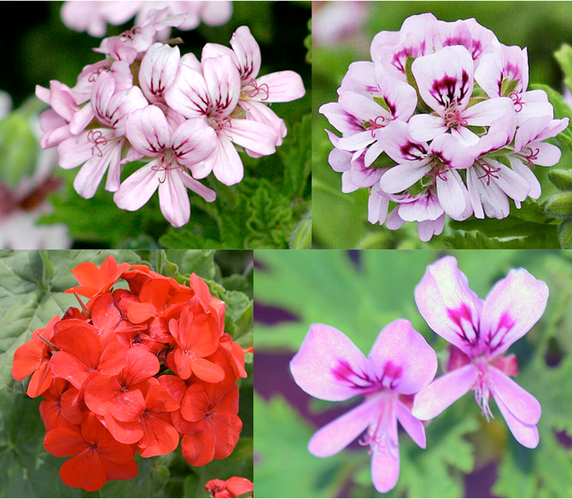 Geranium Flowers