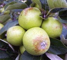 Golden Pippin Apple