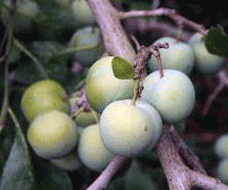 Greengage Plums