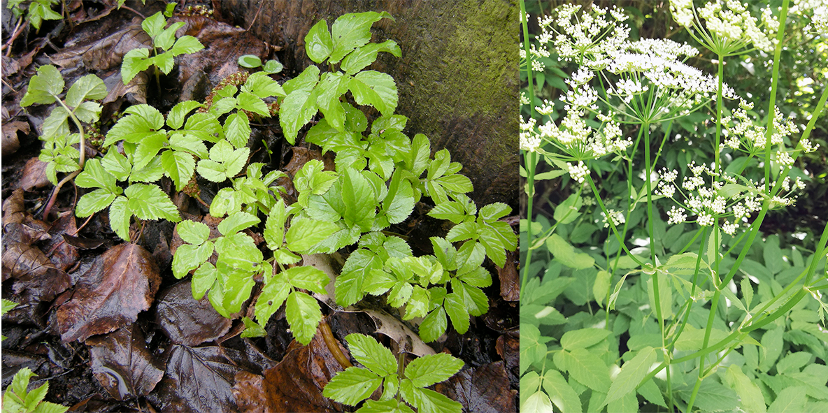 Ground elder: young plant and full flower